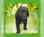 Small Photo #12 Golden Mountain Dog Puppy For Sale in BLACK FOREST, CO, USA