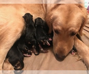 Mother of the Goberian puppies born on 10/12/2019