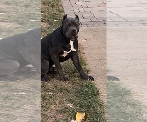 Father of the Cane Corso puppies born on 10/10/2022