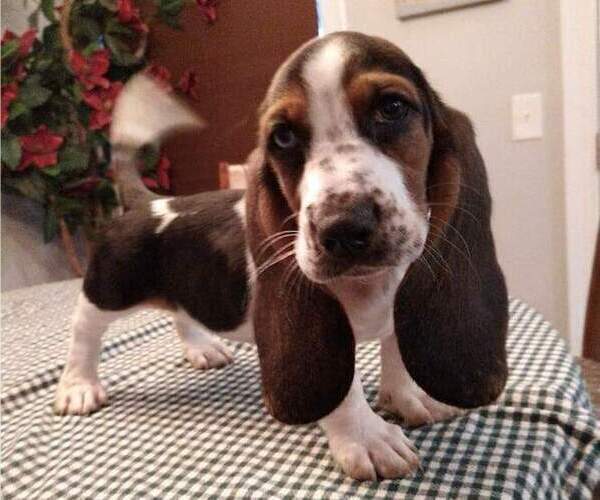Medium Photo #7 Basset Hound Puppy For Sale in SODDY DAISY, TN, USA