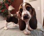 Small Photo #7 Basset Hound Puppy For Sale in SODDY DAISY, TN, USA