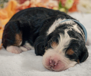 Bernedoodle-Bernese Mountain Dog Mix Puppy for sale in ERIE, CO, USA