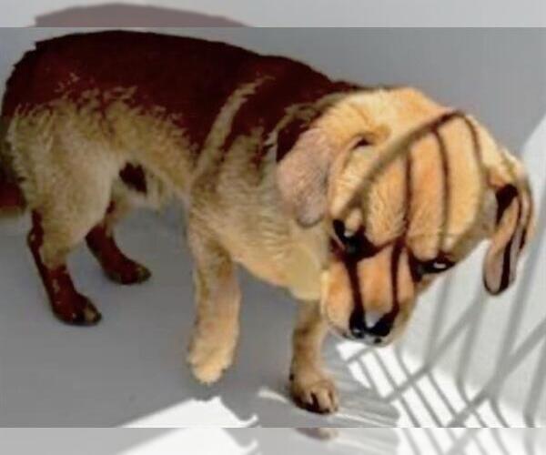 Medium Photo #1 Chihuahua Puppy For Sale in Houston, TX, USA