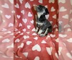 Small #1 French Bulldog