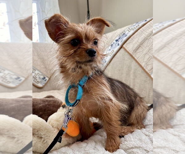 Medium Photo #3 Chihuahua-Unknown Mix Puppy For Sale in Oak Bluffs, MA, USA