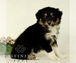 Small #2 Australian Shepherd