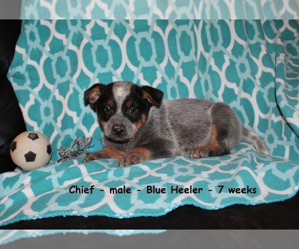 Medium Photo #1 Australian Cattle Dog Puppy For Sale in CLARKRANGE, TN, USA