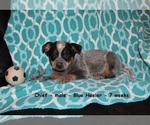 Small Photo #1 Australian Cattle Dog Puppy For Sale in CLARKRANGE, TN, USA