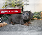 Small #2 Dachshund