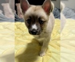 Small #47 Pomsky