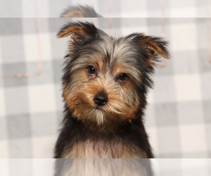 Yorkshire Terrier Puppy for sale in MARIETTA, GA, USA