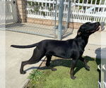 Small #7 Labrador Retriever Mix