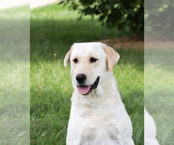 Medium Photo #5 Labrador Retriever Puppy For Sale in SYRACUSE, IN, USA