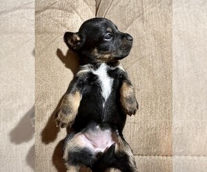 Rat Terrier Puppy for sale in GAINESVILLE, TX, USA