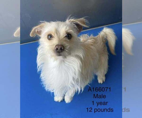 Medium Photo #1 Mutt Puppy For Sale in Calgary, Alberta, Canada