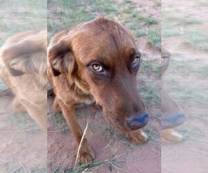 June Carter - Female Golden Shepherd Dog for Adoption - Photo #34
