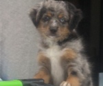 Small #5 Miniature Australian Shepherd