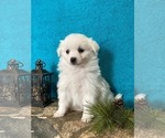 Small Photo #3 Miniature American Eskimo Puppy For Sale in DOWNING, MO, USA