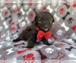 Small #6 Aussiedoodle Miniature 