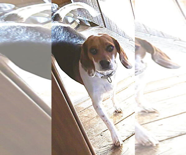 Medium Photo #4 Beagle Puppy For Sale in Rootstown, OH, USA