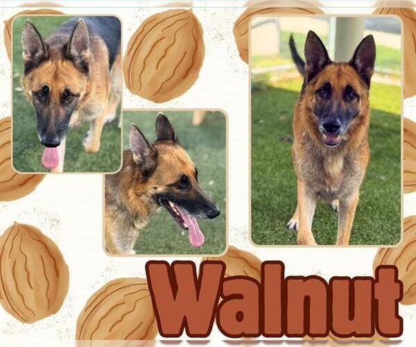 Medium Photo #1 German Shepherd Dog Puppy For Sale in Pearland, TX, USA