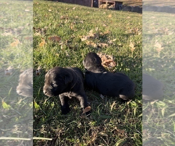 Medium Photo #7 Labrador Retriever Puppy For Sale in CLINTWOOD, VA, USA