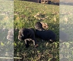 Small Photo #16 Labrador Retriever Puppy For Sale in CLINTWOOD, VA, USA