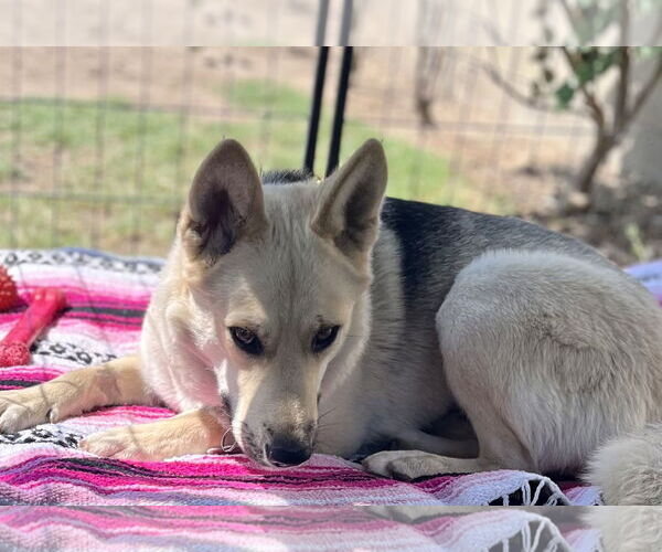 Medium Photo #10 Siberian Husky-Unknown Mix Puppy For Sale in Dana Point, CA, USA