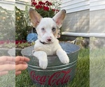 Small #1 Pembroke Welsh Corgi