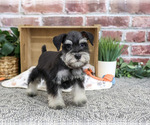 Small #6 Schnauzer (Miniature)
