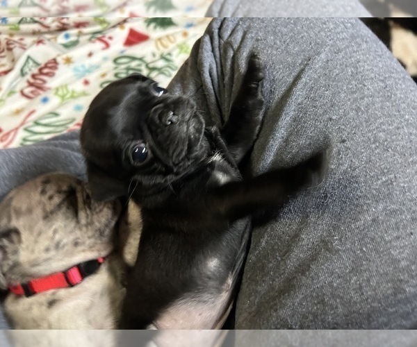 Medium Photo #10 Pug Puppy For Sale in BLOOMINGTON, IL, USA