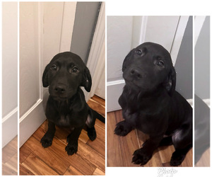 Labrador Retriever Puppy for sale in COMPTON, IL, USA