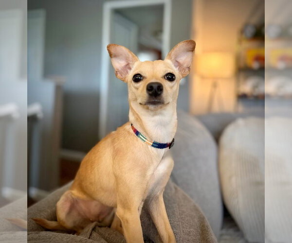 Medium Photo #3 Chihuahua-Unknown Mix Puppy For Sale in Bellevue, WA, USA