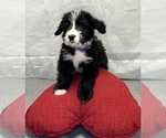 Small #5 Bernedoodle