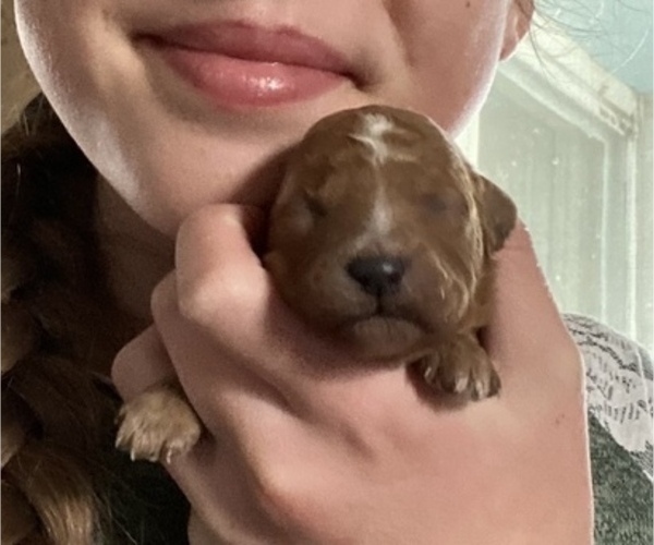 Medium Photo #4 Poodle (Miniature) Puppy For Sale in RUDD, IA, USA