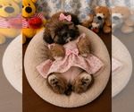 Small #4 Lhasa Apso