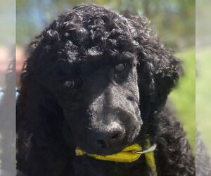 Poodle (Standard) Dogs for adoption in Pacolet, SC, USA