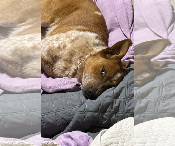 Medium Photo #3 Red Heeler-Unknown Mix Puppy For Sale in Williamsburg, IA, USA