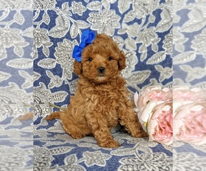Poodle (Miniature) Puppy for sale in CHRISTIANA, PA, USA