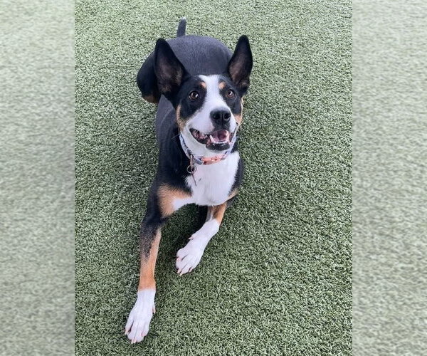 Medium Photo #2 Australian Kelpie-Collie Mix Puppy For Sale in Tabernash, CO, USA