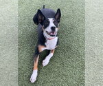 Small #1 Australian Kelpie-Collie Mix