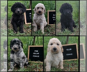 Poodle (Standard) Puppy for Sale in COUCH, Missouri USA