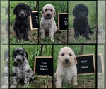 Small Poodle (Standard)
