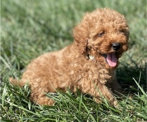 Poodle (Miniature) Puppy for sale in WAHOO, NE, USA
