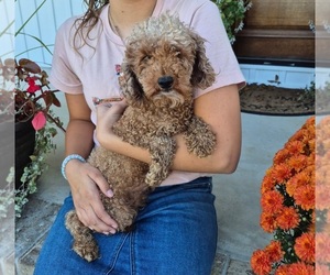 Mother of the Pomeranian-Poodle (Toy) Mix puppies born on 08/07/2025