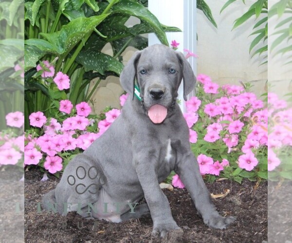 Medium Photo #2 Great Dane Puppy For Sale in BROGUE, PA, USA
