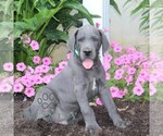 Small #1 Great Dane