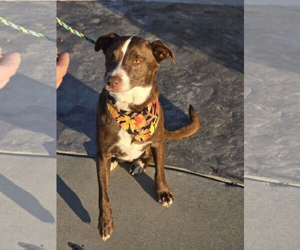 Medium Photo #2 Labrador Retriever Puppy For Sale in Sandy, UT, USA