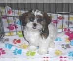 Small Photo #3 Shorkie Tzu Puppy For Sale in ORO VALLEY, AZ, USA