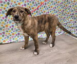 Small #3 Australian Shepherd Mix